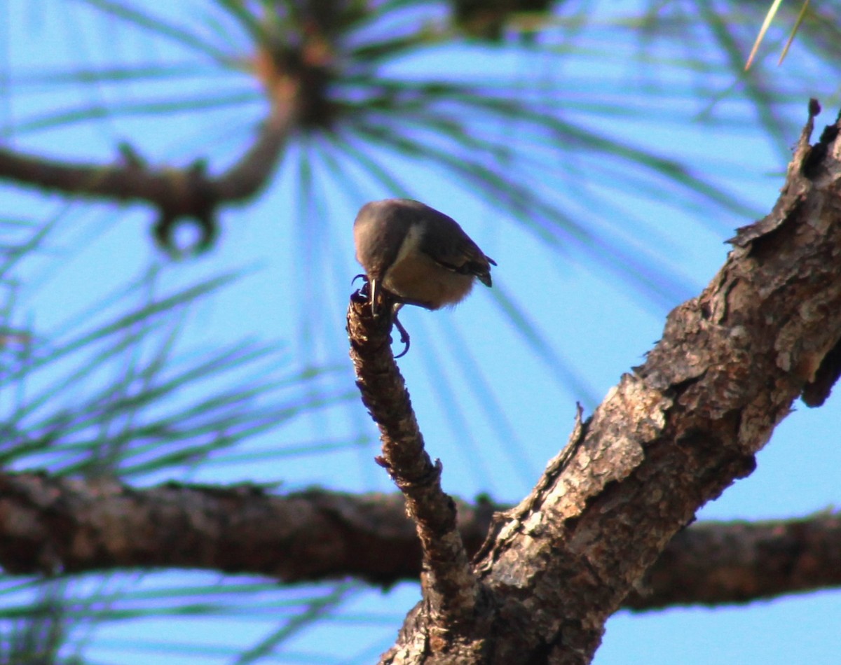 Brown-headed Nuthatch - ML620041819