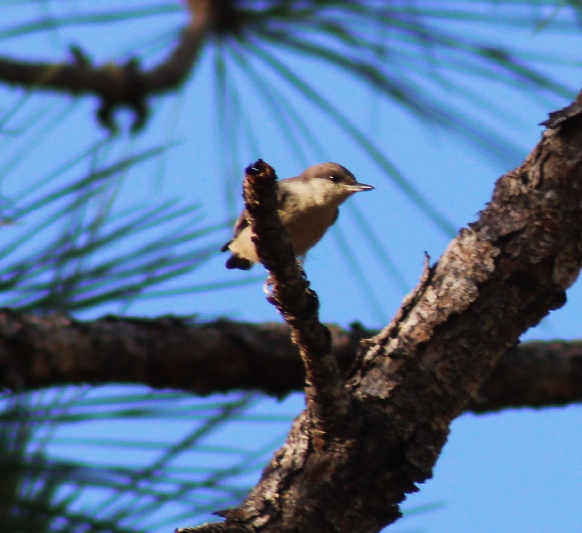 Brown-headed Nuthatch - ML620041822