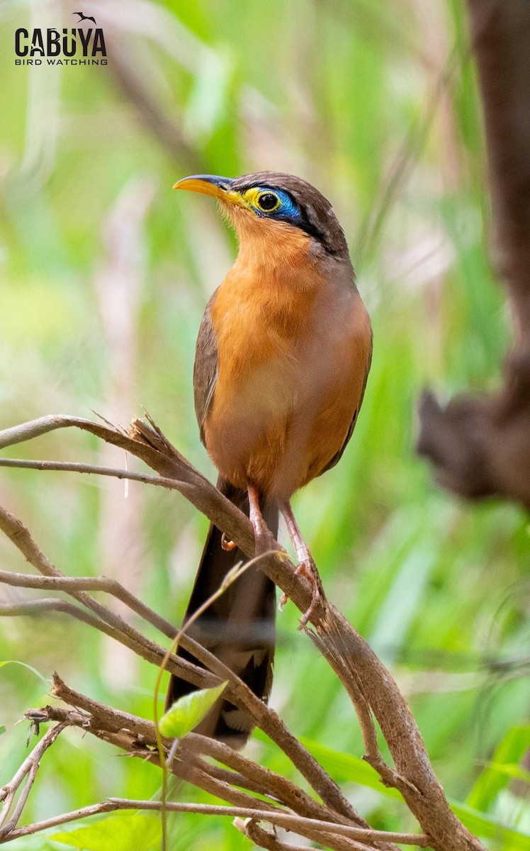 Lesser Ground-Cuckoo - ML620041828