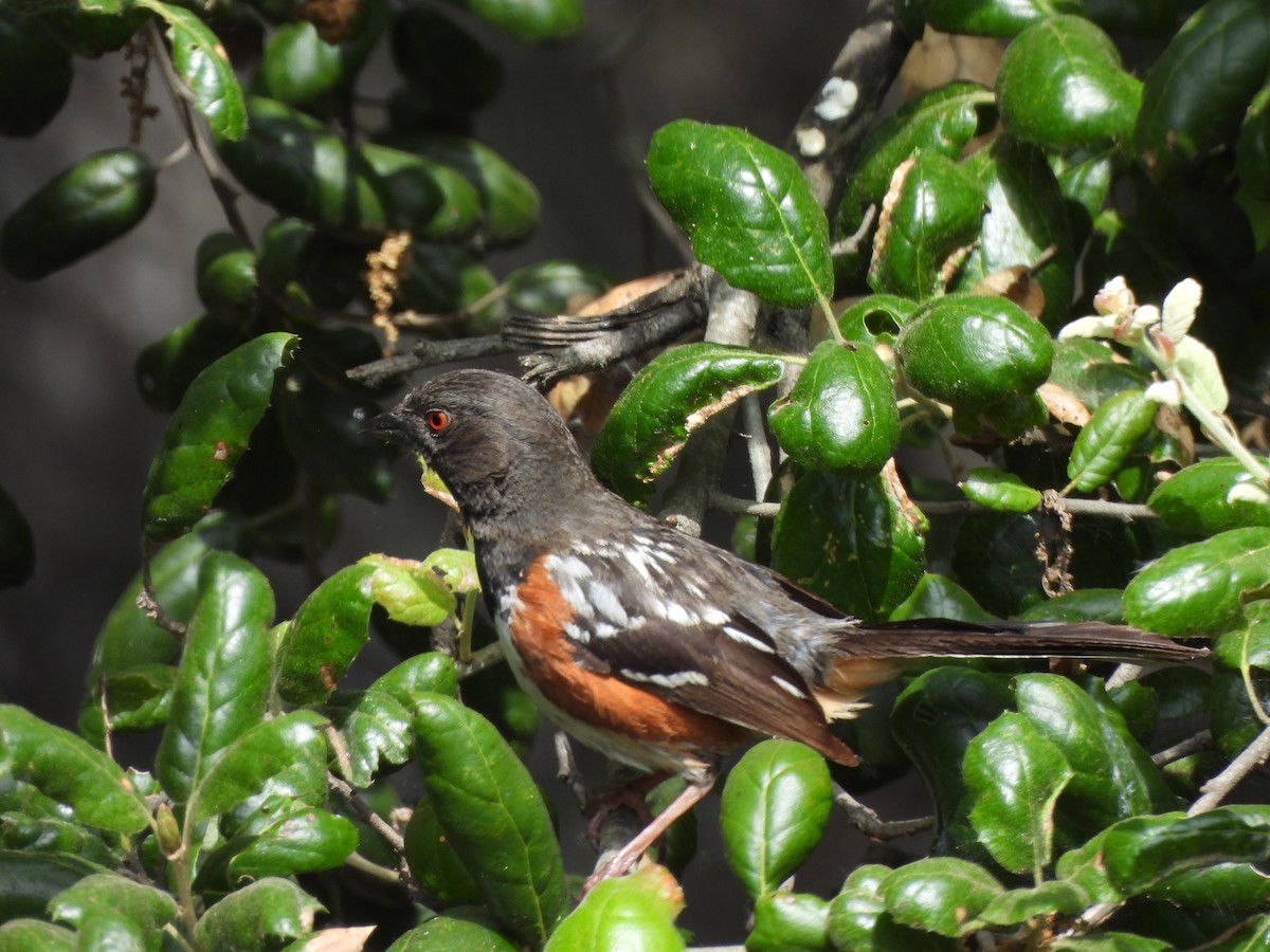 Spotted Towhee - ML620041830