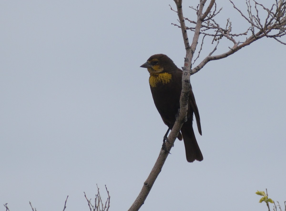Yellow-headed Blackbird - ML620041873