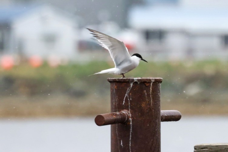 Common Tern (longipennis) - ML620041913