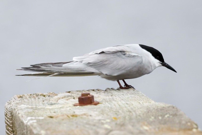 Common Tern (longipennis) - ML620041914