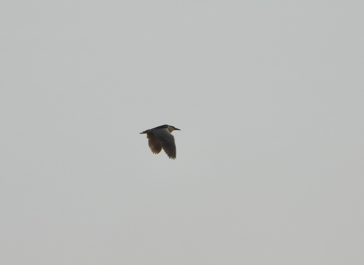 Black-crowned Night Heron - ML620041918