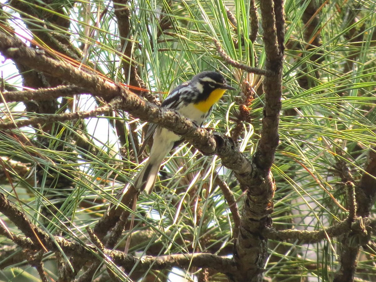 Yellow-throated Warbler - ML620041921