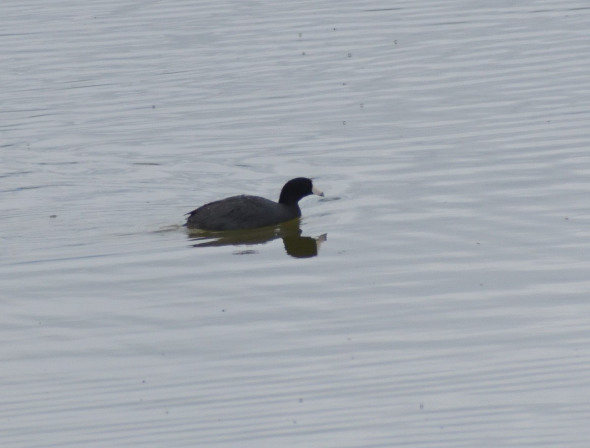 American Coot (Red-shielded) - ML620041922