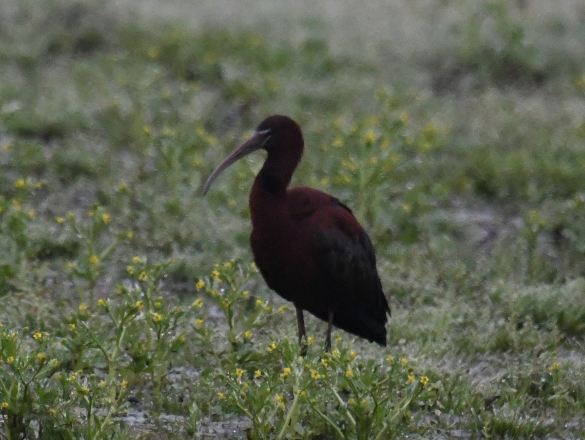 ibis hnědý - ML620041933