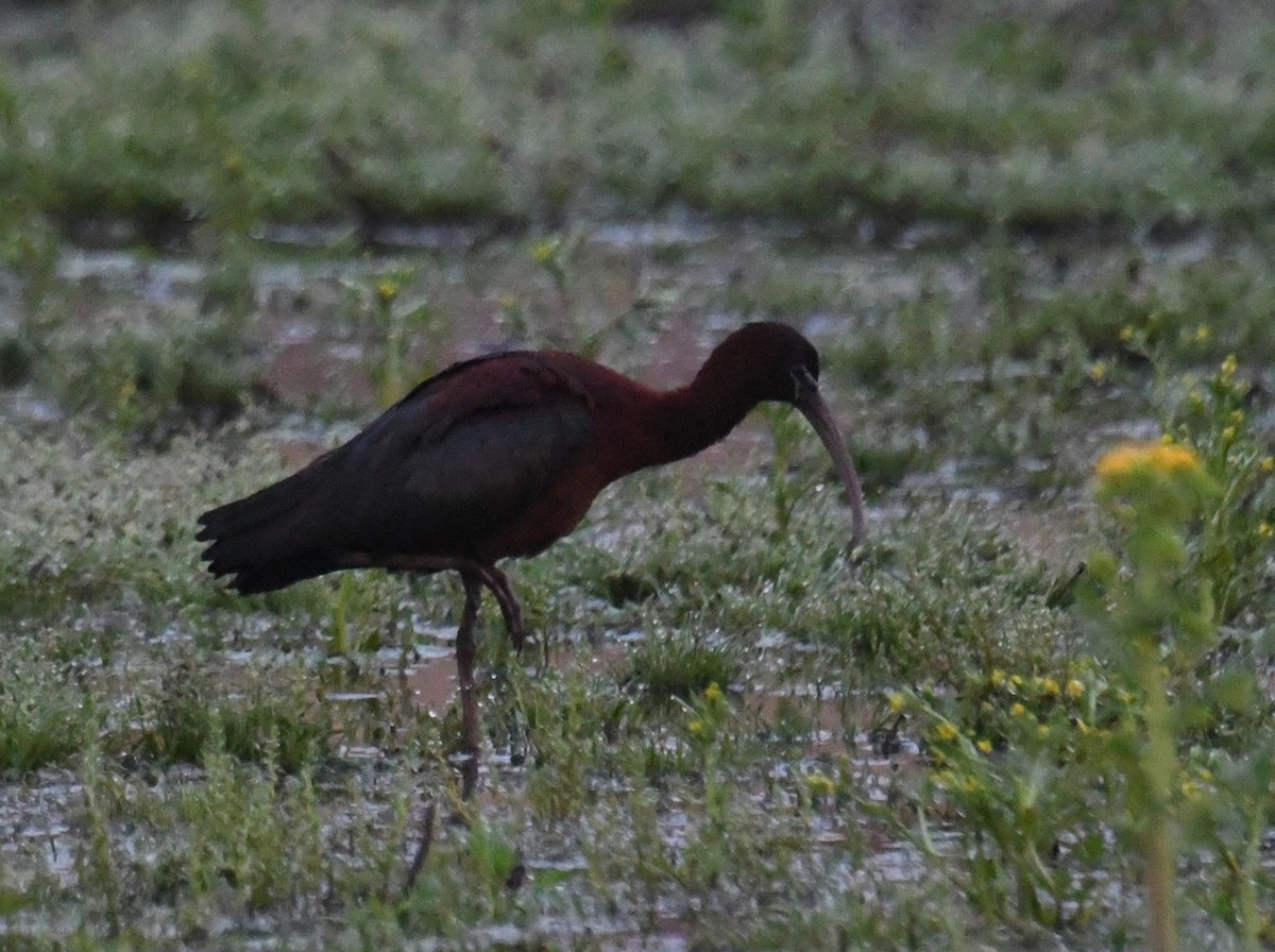 ibis hnědý - ML620041934