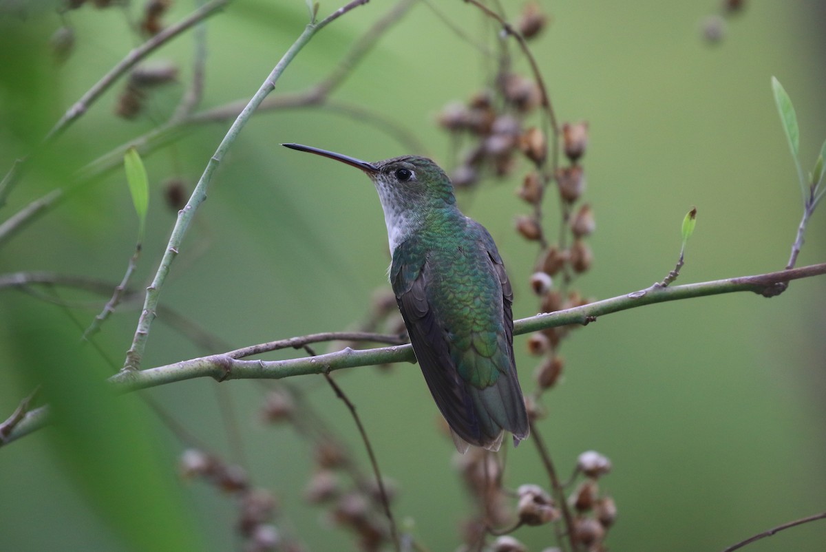 kolibřík zelenobílý - ML620041942