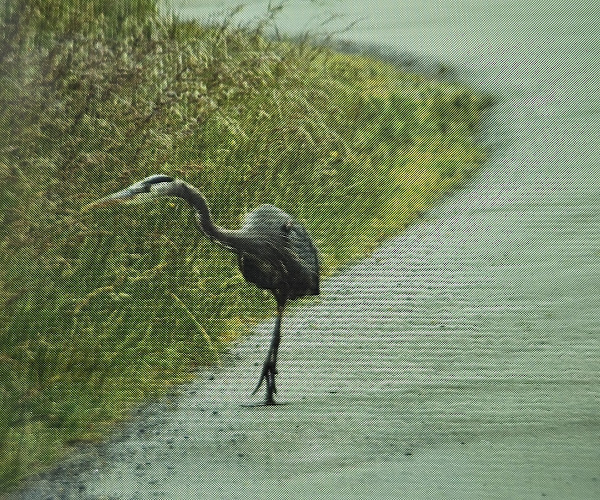 Great Blue Heron - ML620041950