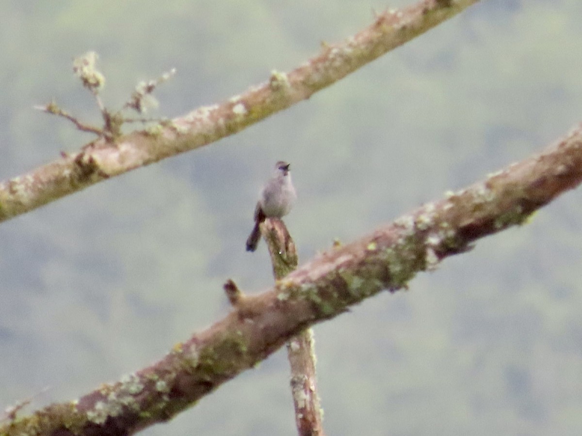 Gray Catbird - ML620041956