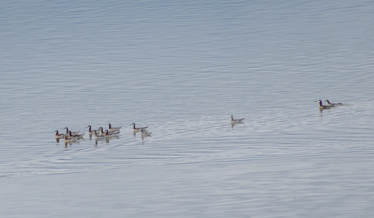 Wilson's Phalarope - ML620041960