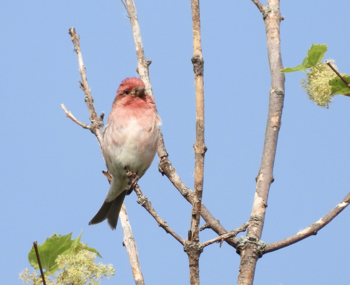 Purple Finch - ML620041969