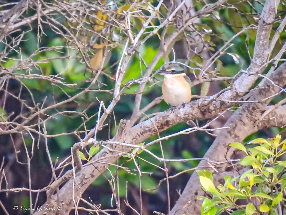 Sacred Kingfisher - ML620041970