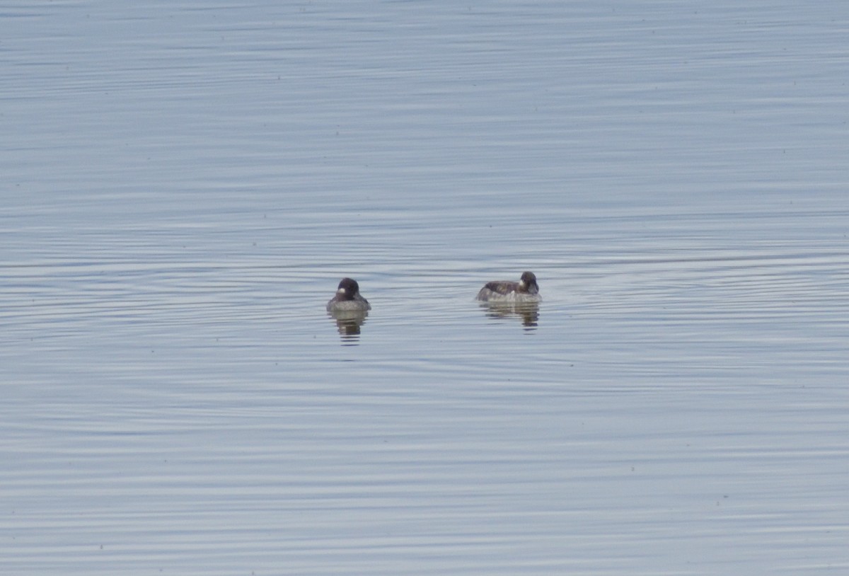 Bufflehead - ML620041982