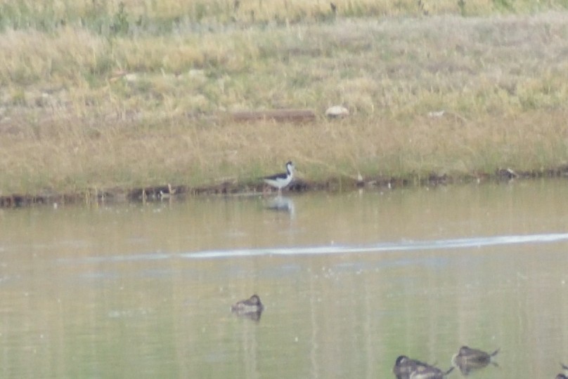 Black-necked Stilt - ML620042019