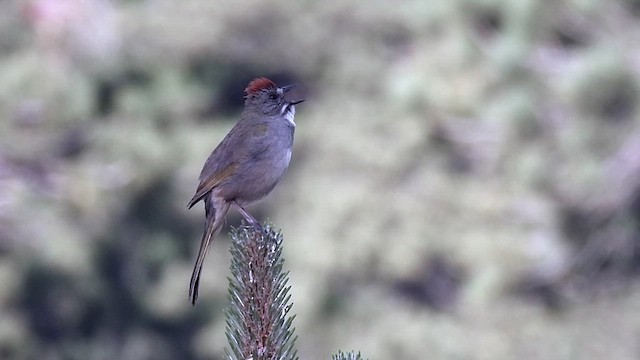 Green-tailed Towhee - ML620042032