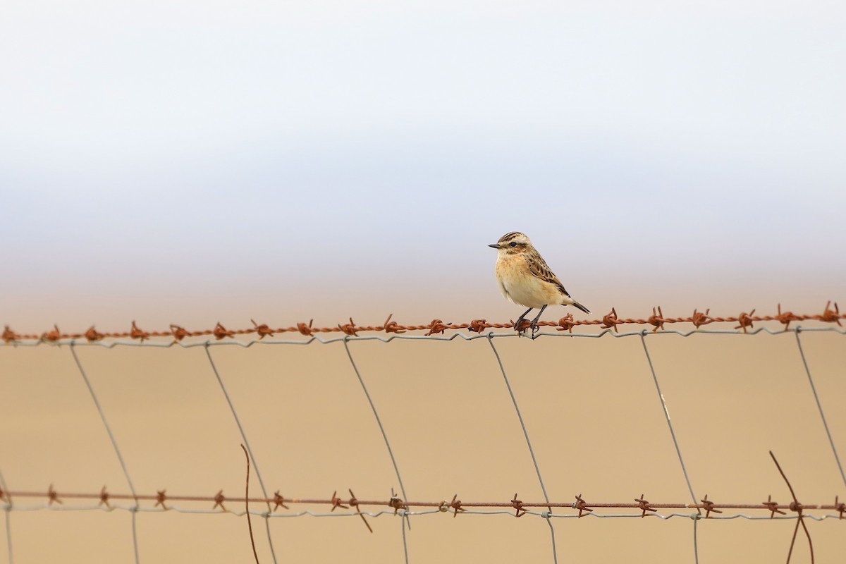 Whinchat - ML620042033