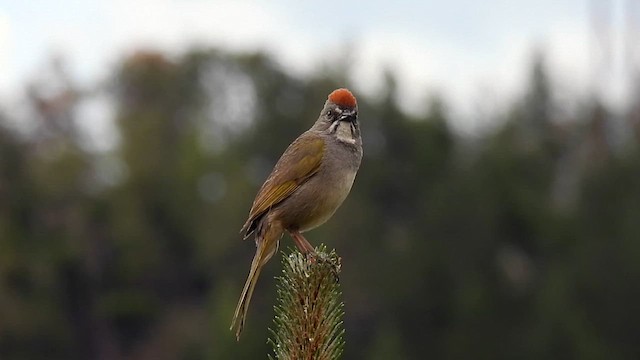 Green-tailed Towhee - ML620042034