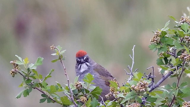 Green-tailed Towhee - ML620042035