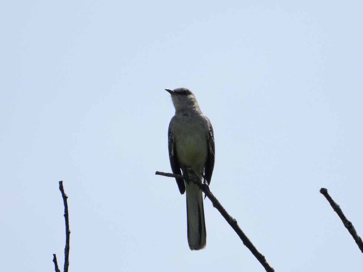 Northern Mockingbird - ML620042045