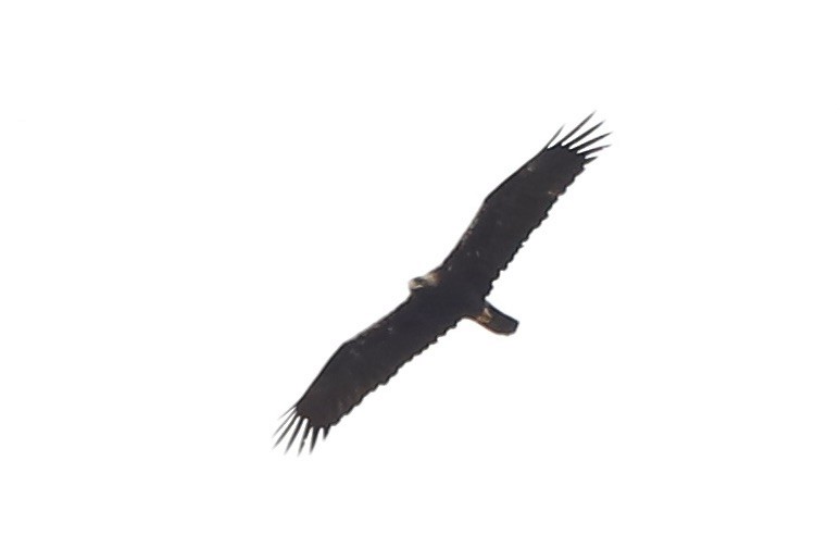 Águila Imperial Ibérica - ML620042052
