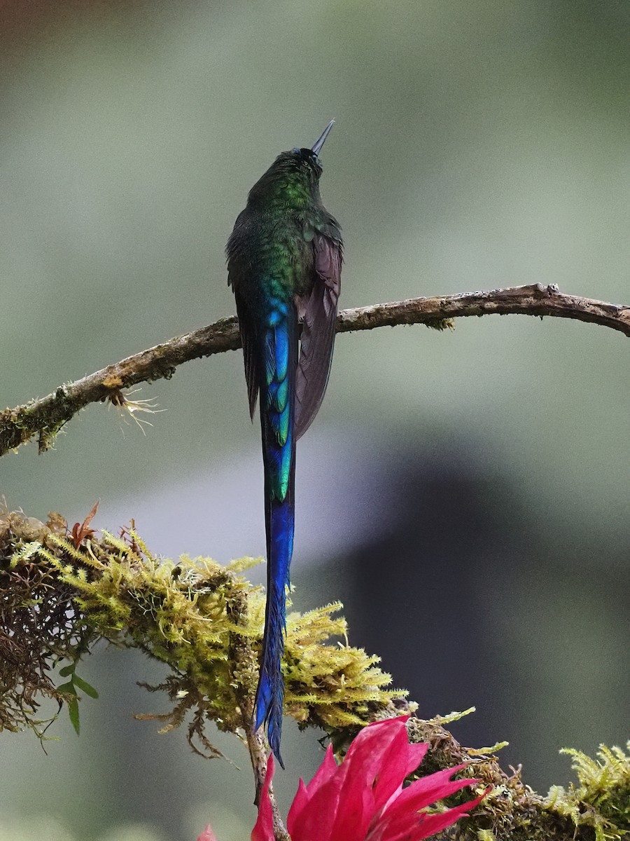 Violet-tailed Sylph - ML620042073
