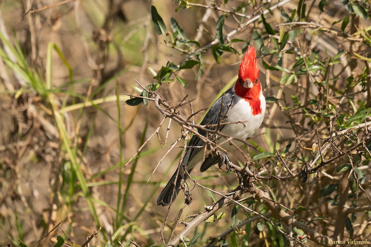Red-crested Cardinal - ML620042080