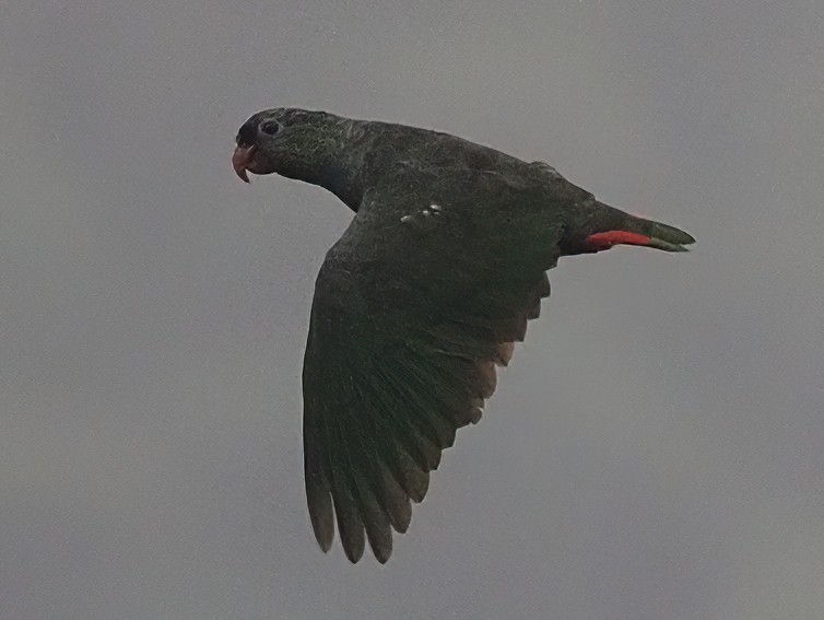 Папуга-червоногуз зеленоголовий - ML620042086