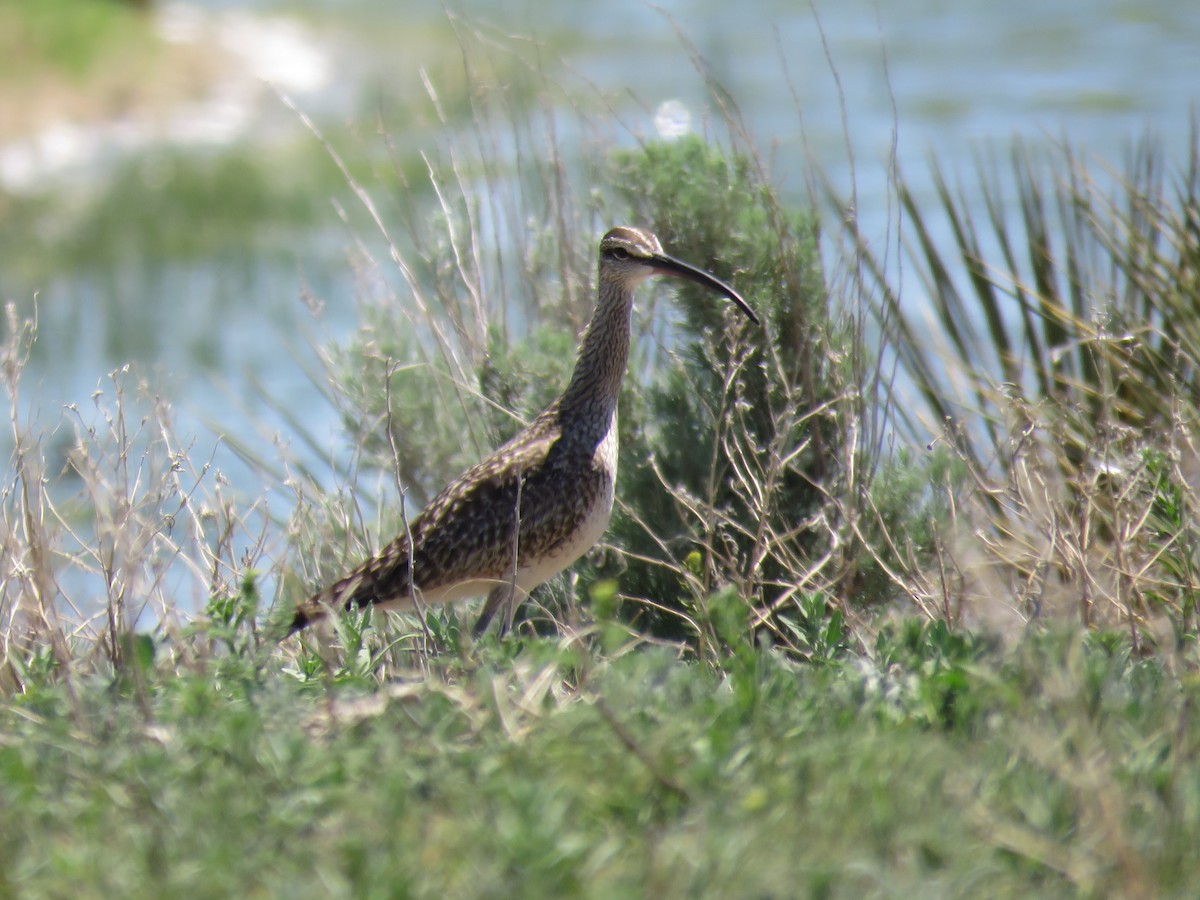 Whimbrel - ML620042101