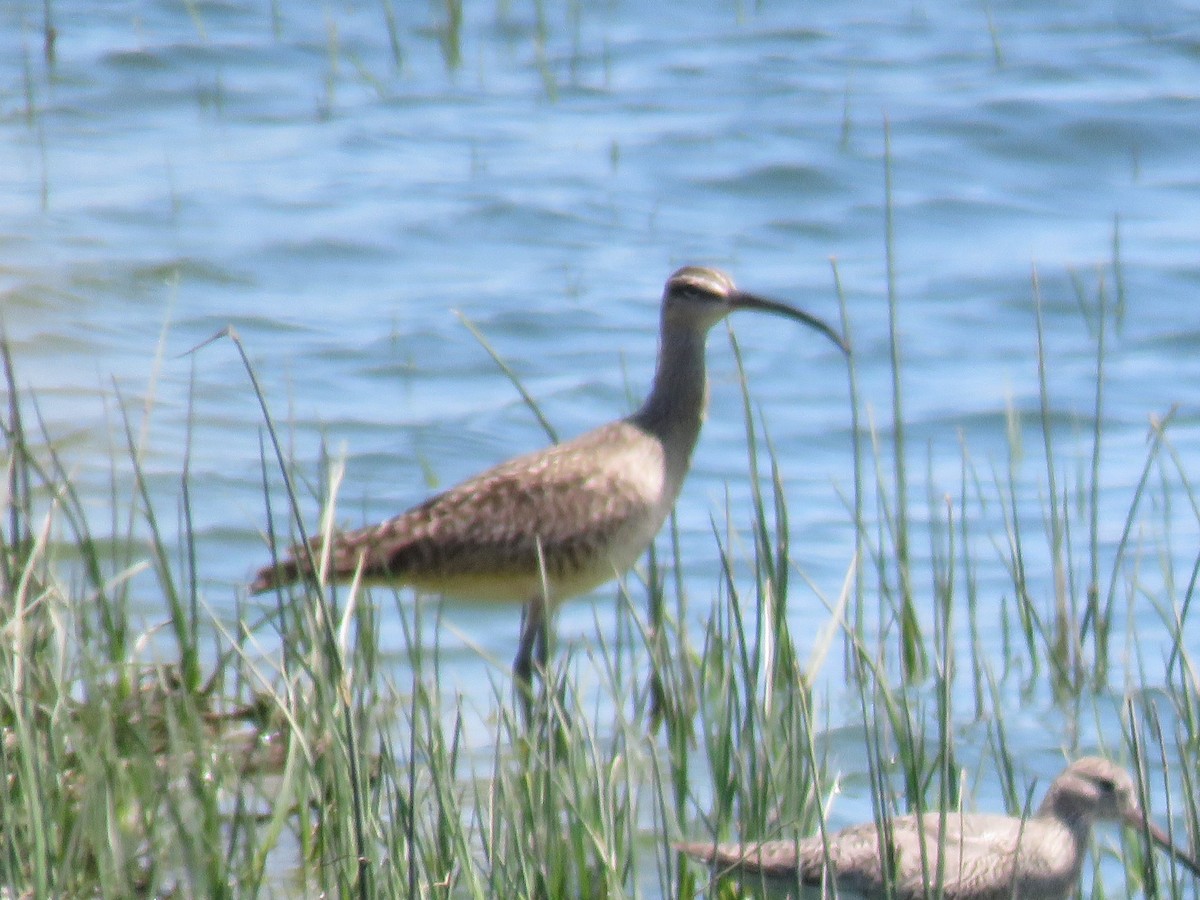 Whimbrel - ML620042102