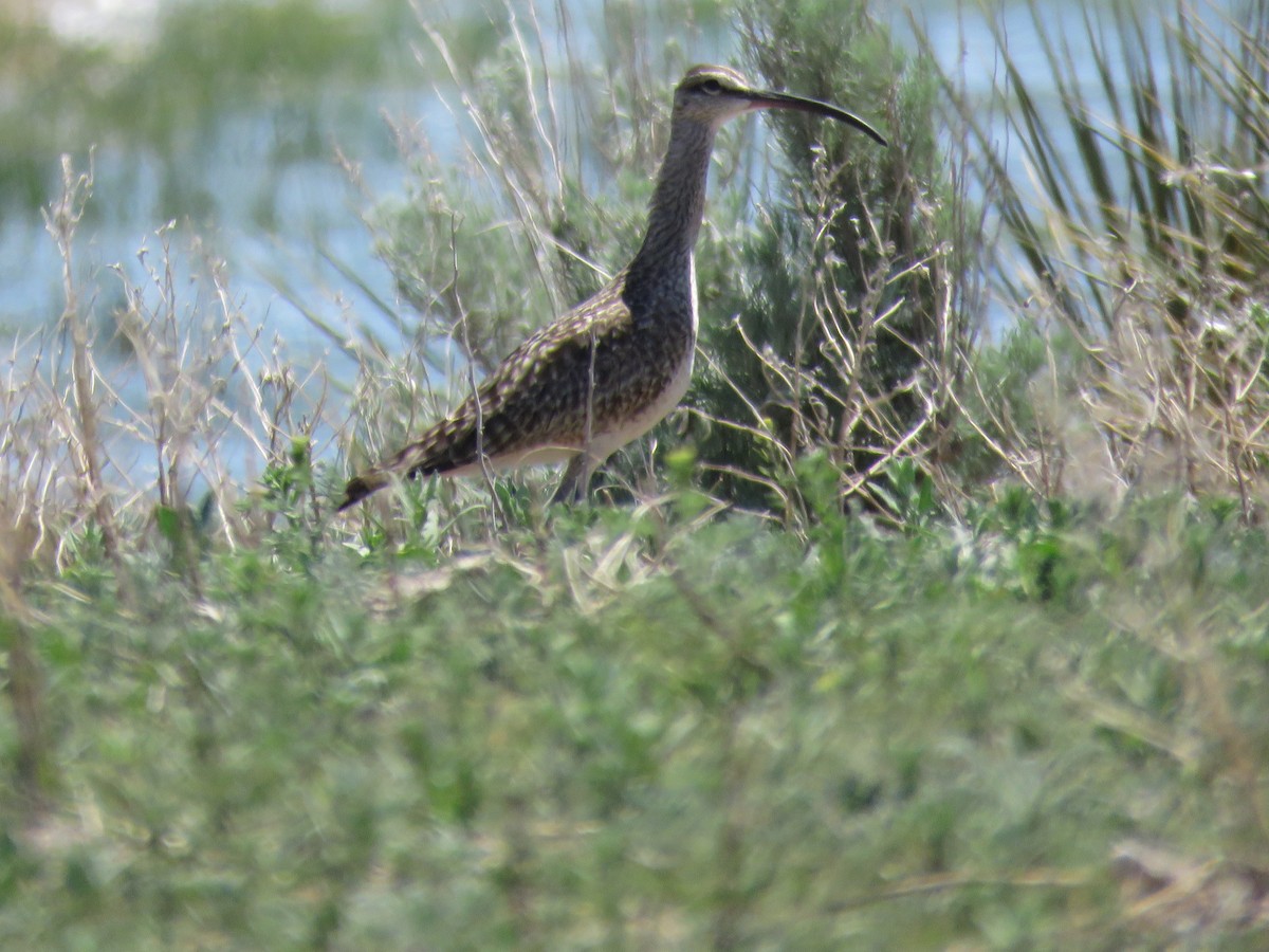 Whimbrel - ML620042104