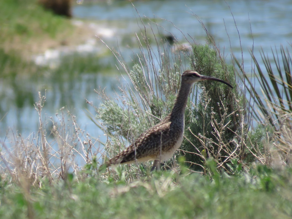 Whimbrel - ML620042105