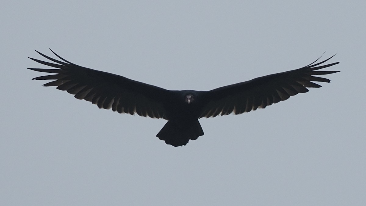 Black Vulture - ML620042107