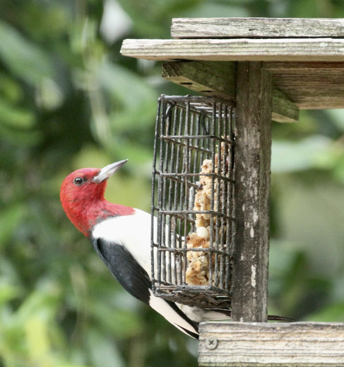 Red-headed Woodpecker - ML620042110
