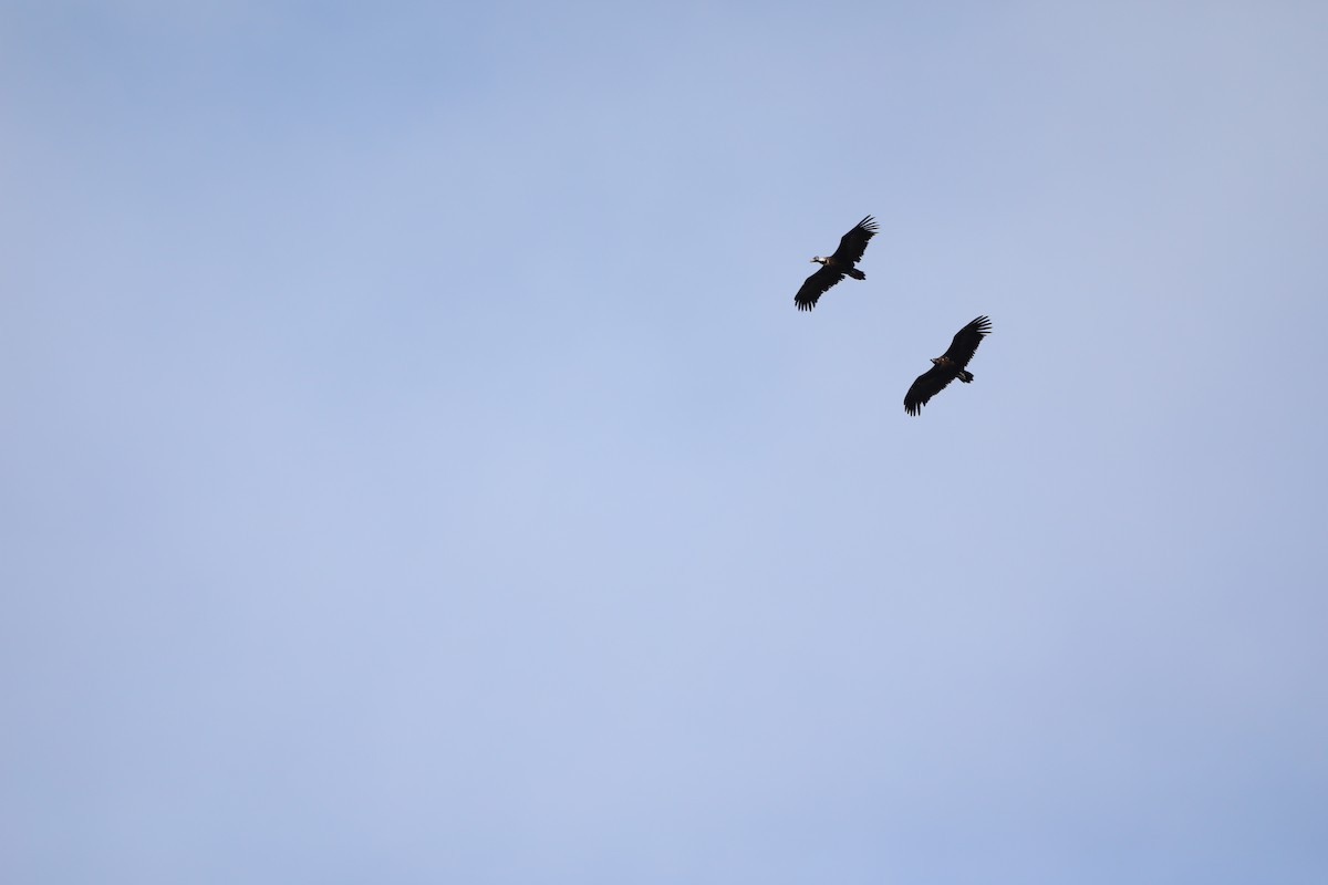 Cinereous Vulture - ML620042129
