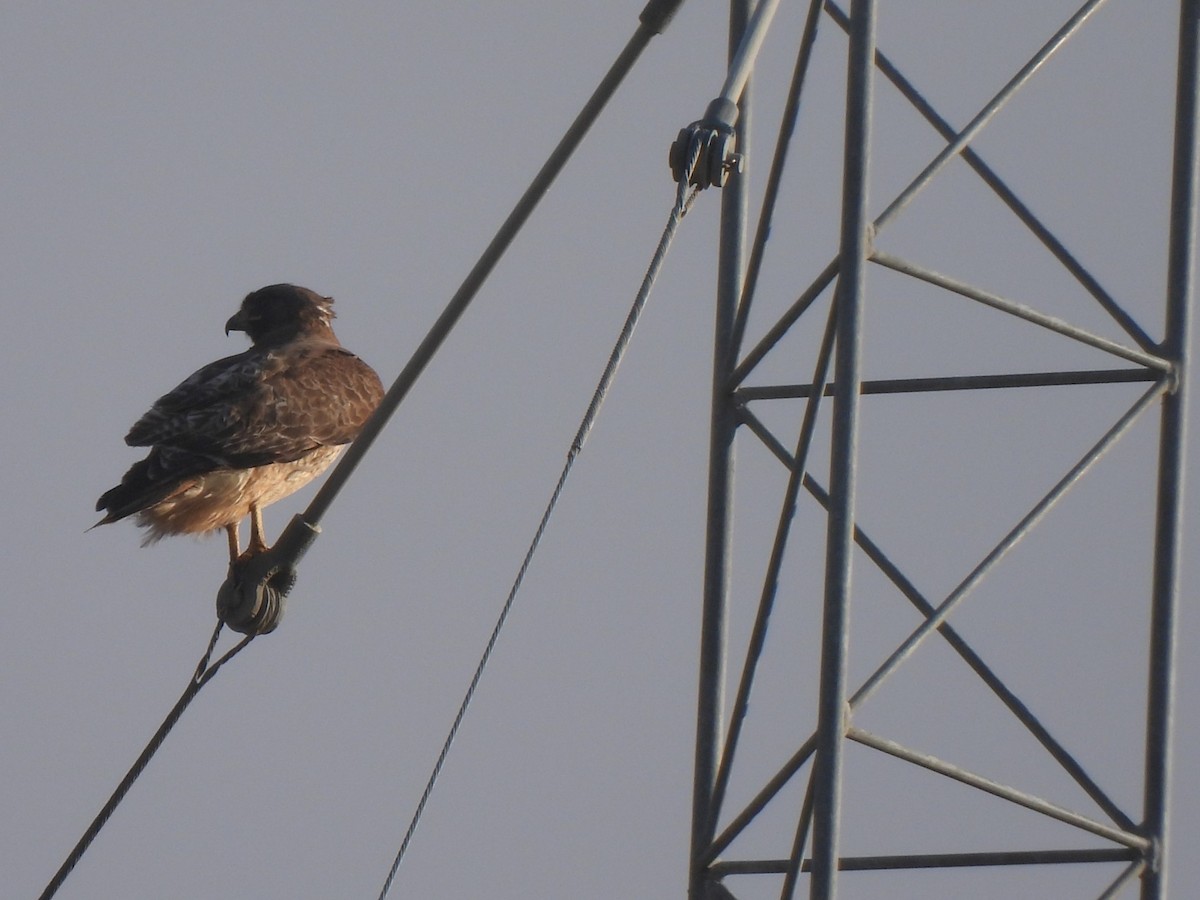 Rotschwanzbussard - ML620042131