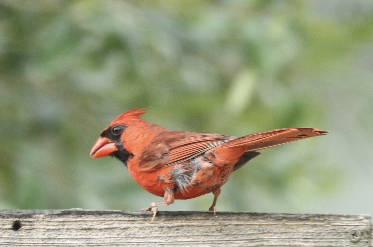 Cardinal rouge - ML620042132