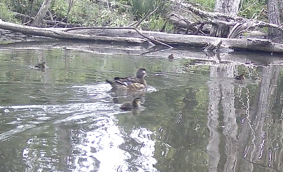 Wood Duck - ML620042155