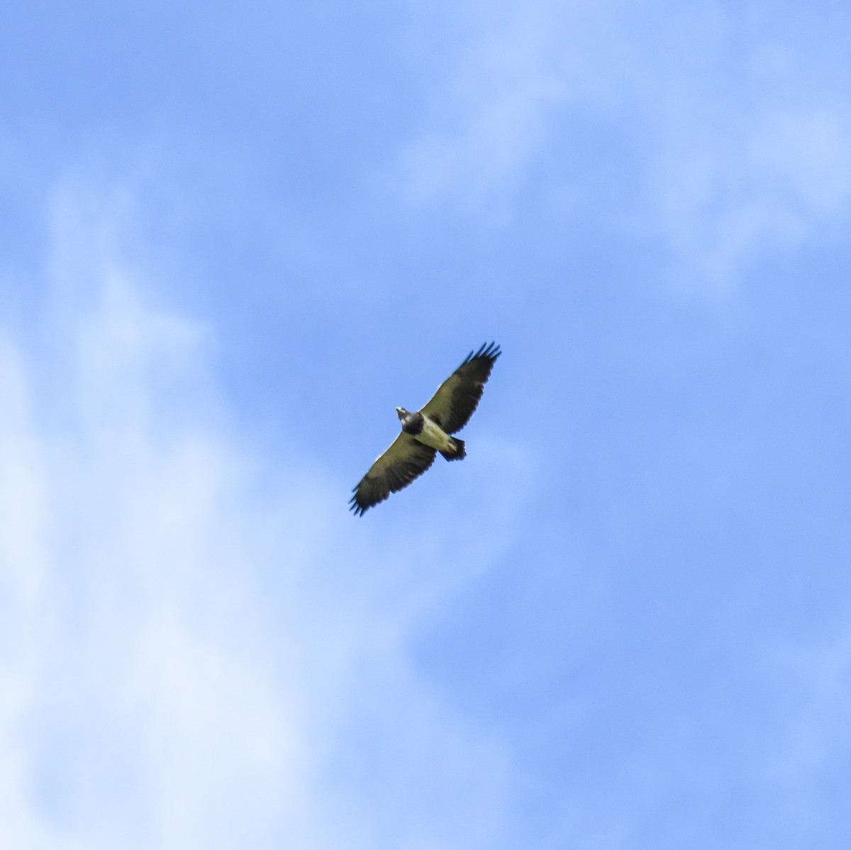 Black-chested Buzzard-Eagle - ML620042166