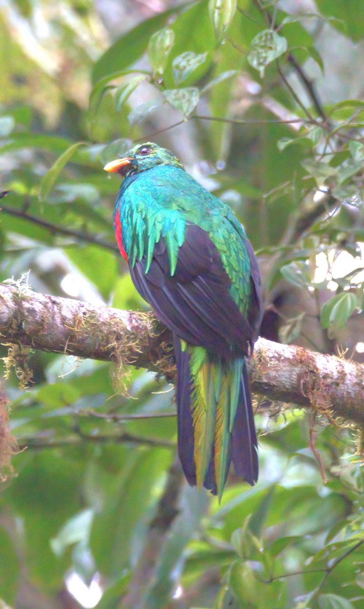 Quetzal Cabecidorado - ML620042184