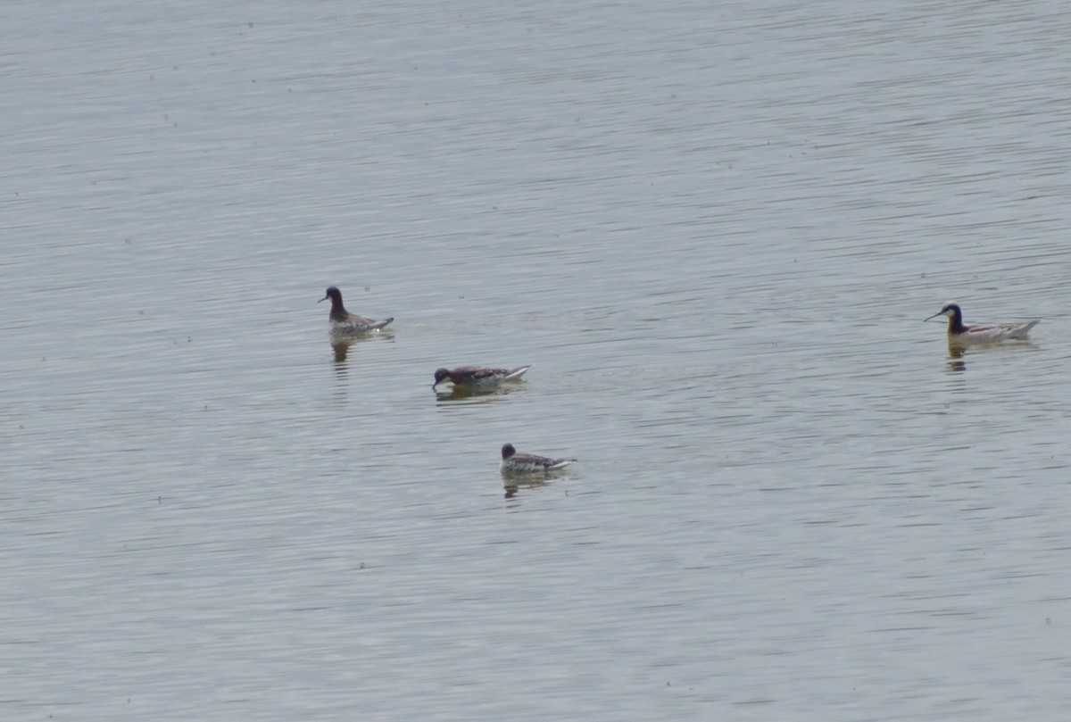 Red-necked Phalarope - ML620042195