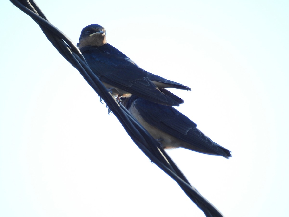Barn Swallow - ML620042196