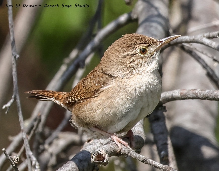 House Wren - ML620042203