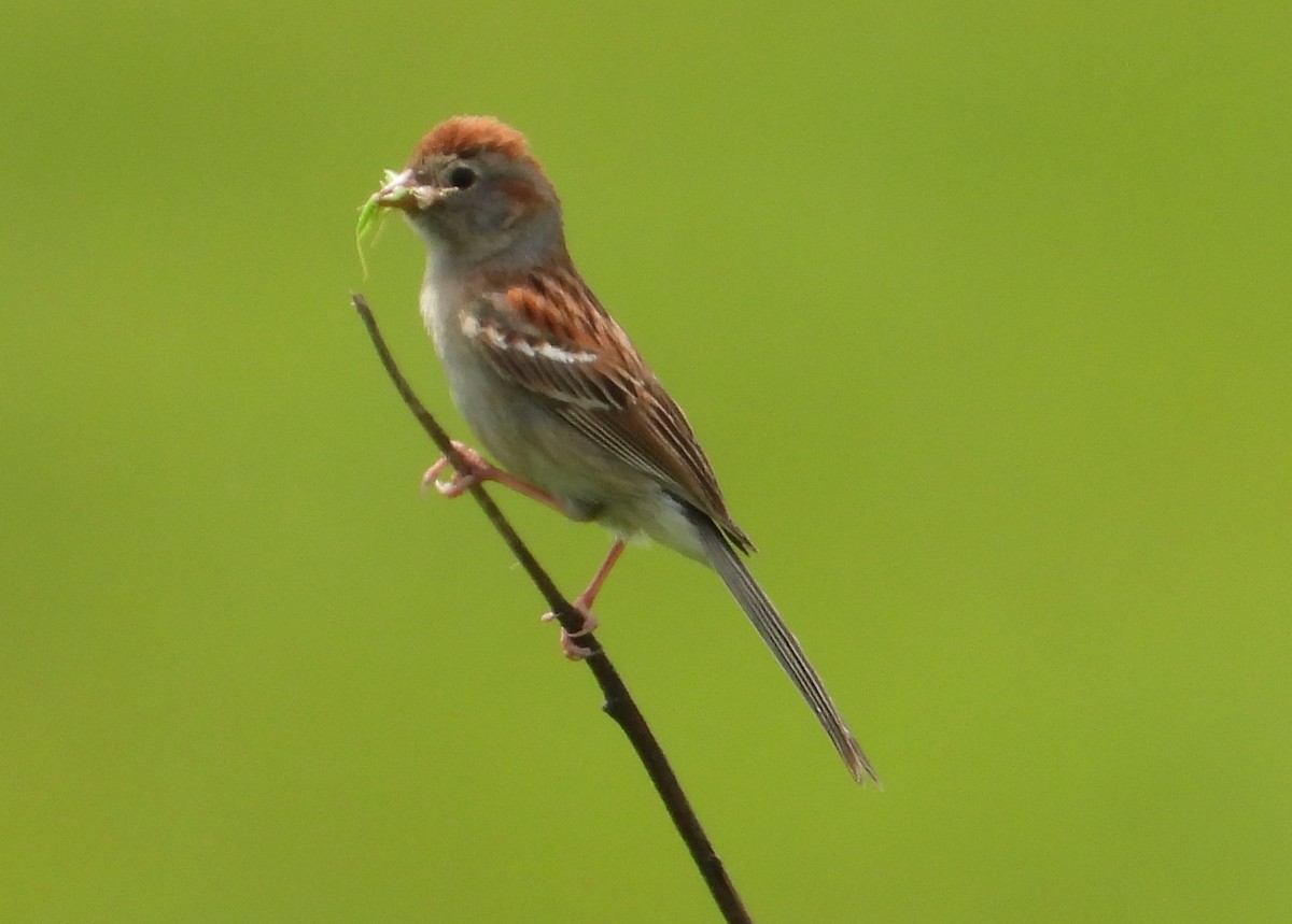 Field Sparrow - ML620042205