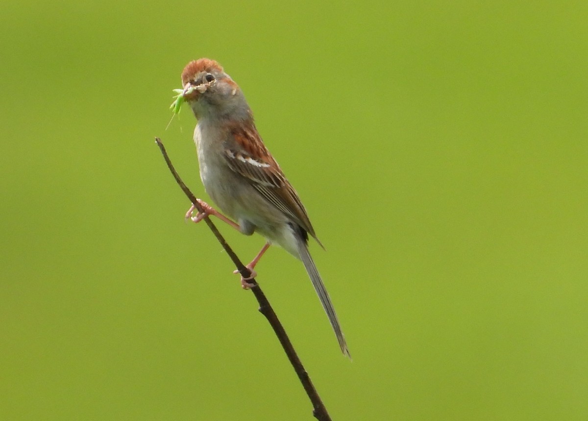 Field Sparrow - ML620042206