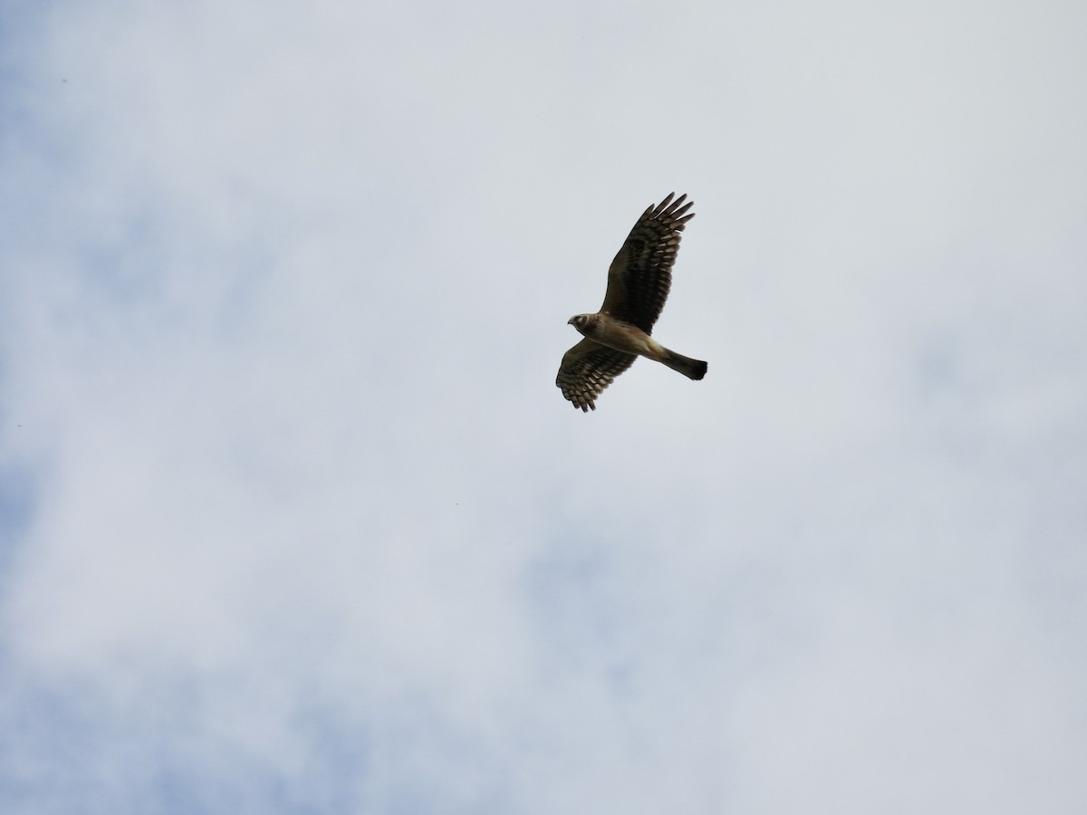 Northern Harrier - ML620042219