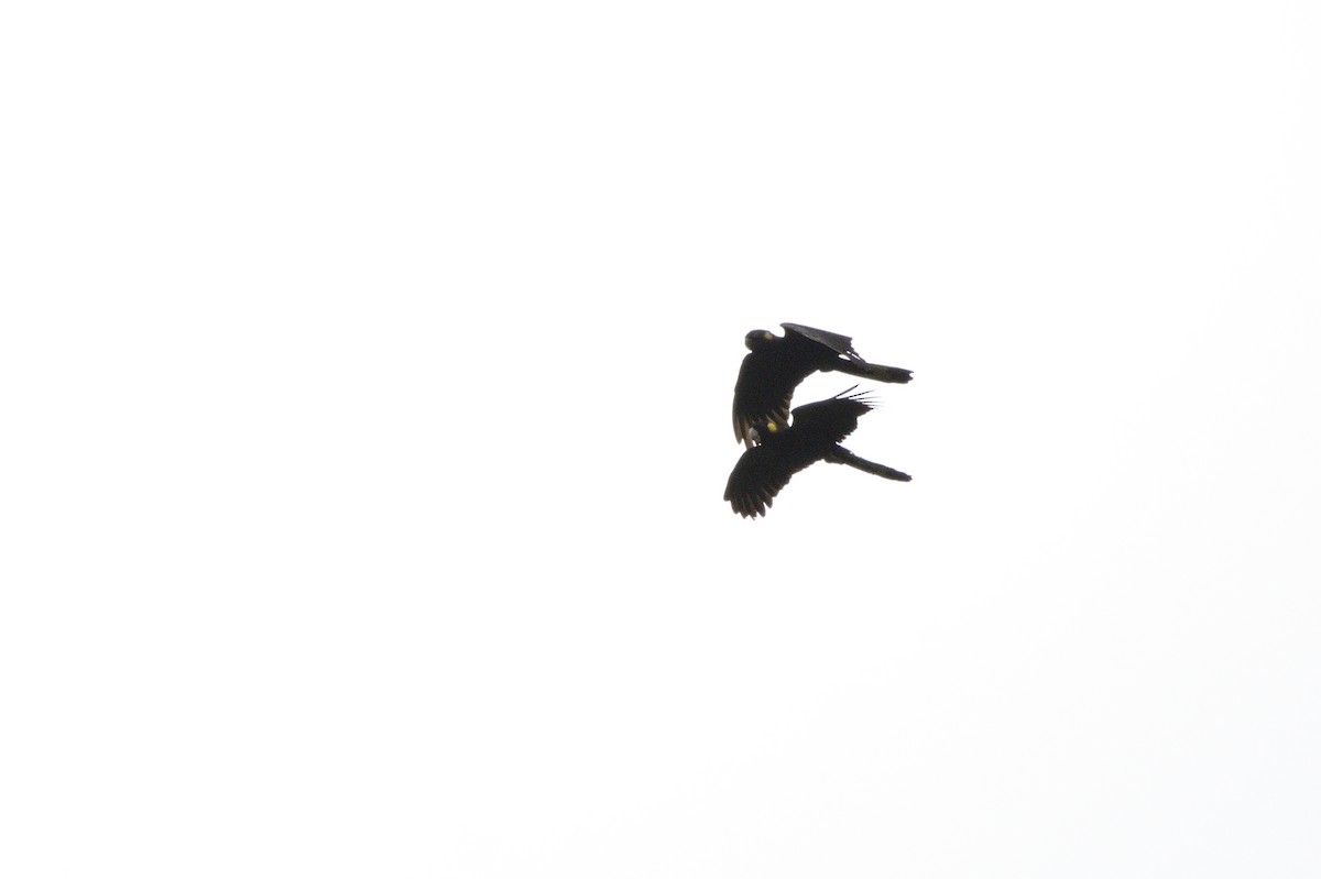 Yellow-tailed Black-Cockatoo - ML620042227