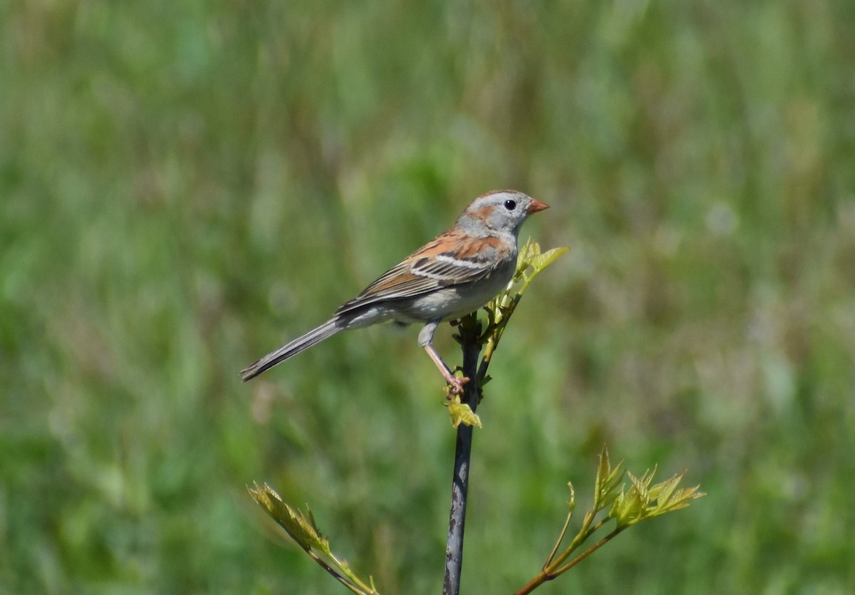 Field Sparrow - ML620042233