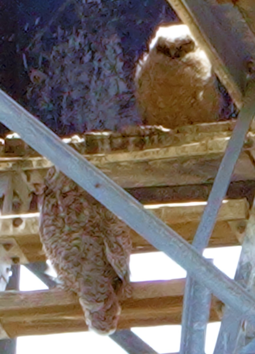 Great Horned Owl - ML620042244